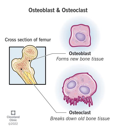 osteocytes osteoblasts osteoclasts